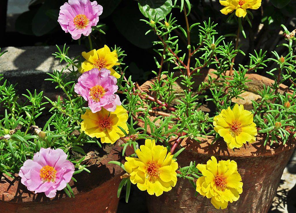 A porcsinrózsa mag vetése és gondozása - Portulaca grandiflora