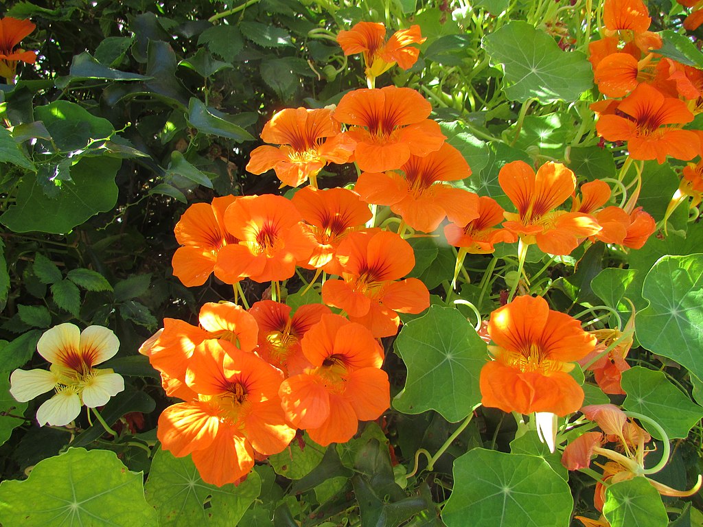 A Sarkantyúka mag vetése és gondozása - Tropaeolum majus