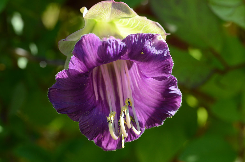 A Serleglonc mag vetése és gondozása pofonegyszerűen - Cobaea scandens