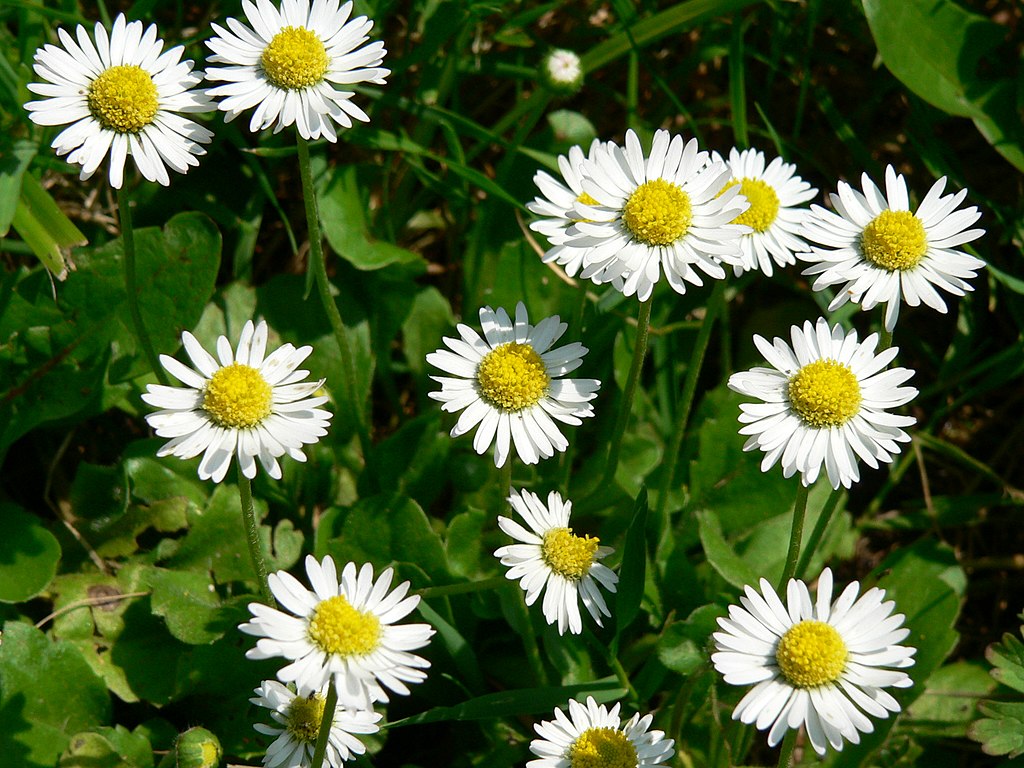 A Százszorszép mag vetése és gondozása - Bellis perennis