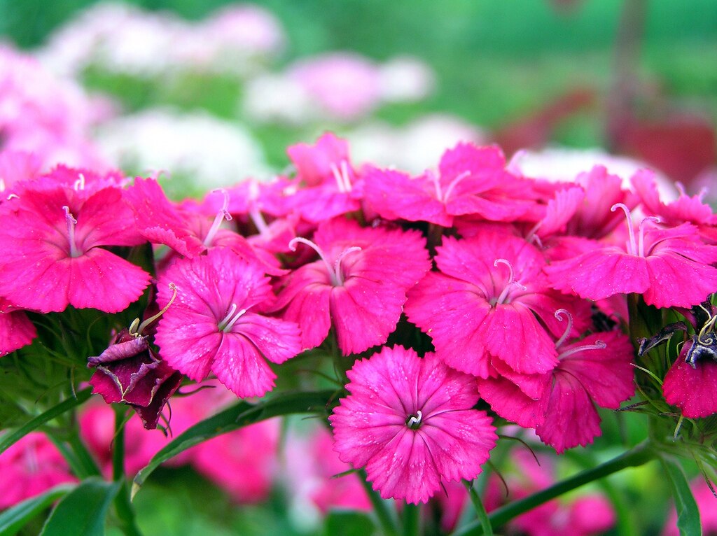 A Törökszegfű mag vetése és gondozása lépésről lépésre. (Dianthus barbatus)