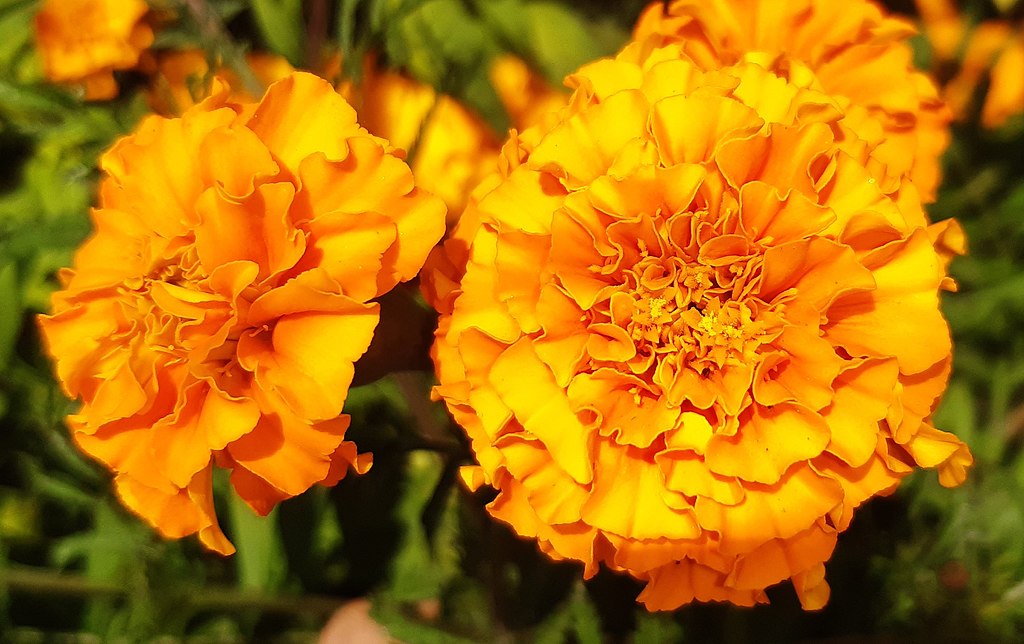 A Törpe Bársonyvirág mag vetése és gondozása lépésről lépésre - Tagetes tenuifolia