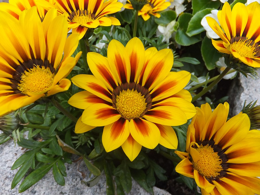 A Záporvirág mag vetése és gondozása egyszerűen - Gazania rigens