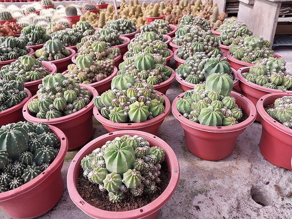 A legelterjedtebb igénytelen szobanövények képekkel - 1. Kaktusz