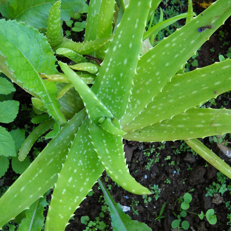 Az Aloe vera gondozsa: Minden, amit tudnod kell! - KertVr