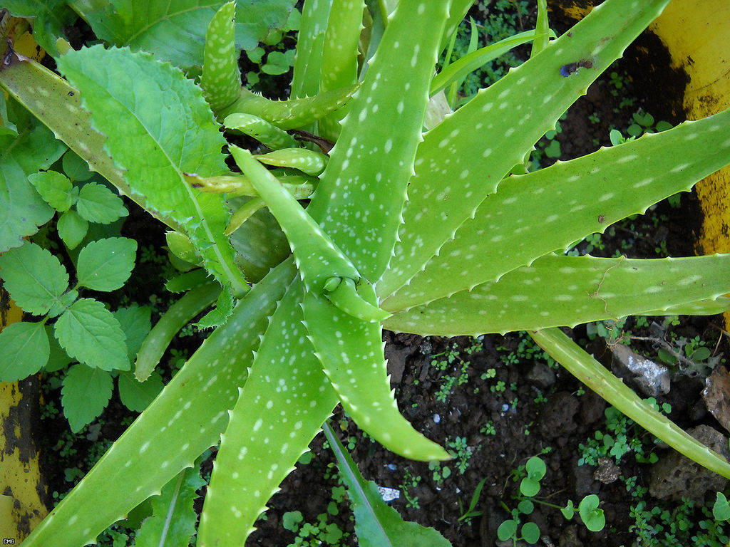 Az aloe vera gondozása, szaporítása és gyökereztetése lépésről lépésre