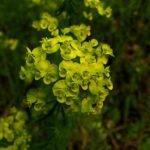 Az Erdei kutyatej gondozása és gyógyhatása - Euphorbia amygdaloides