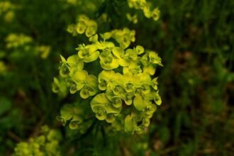 Az Erdei kutyatej gondozása és gyógyhatása - Euphorbia amygdaloides