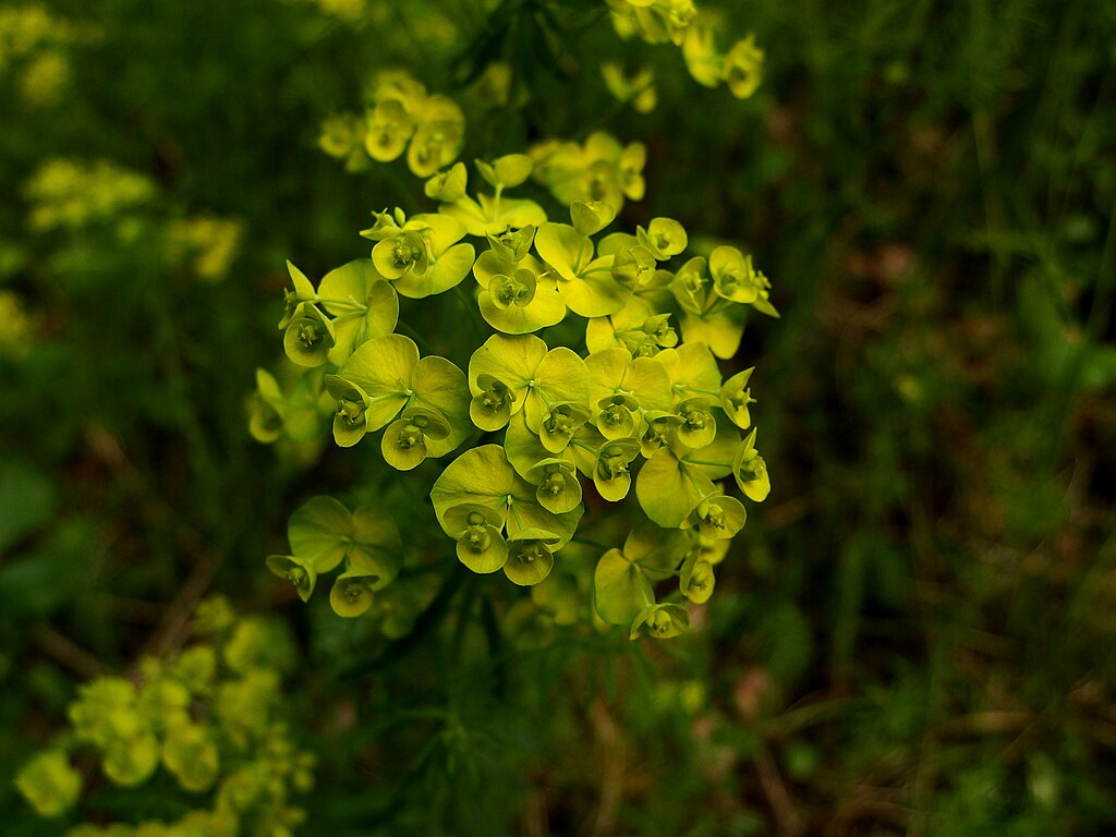 Az Erdei kutyatej gondozása és gyógyhatása - Euphorbia amygdaloides