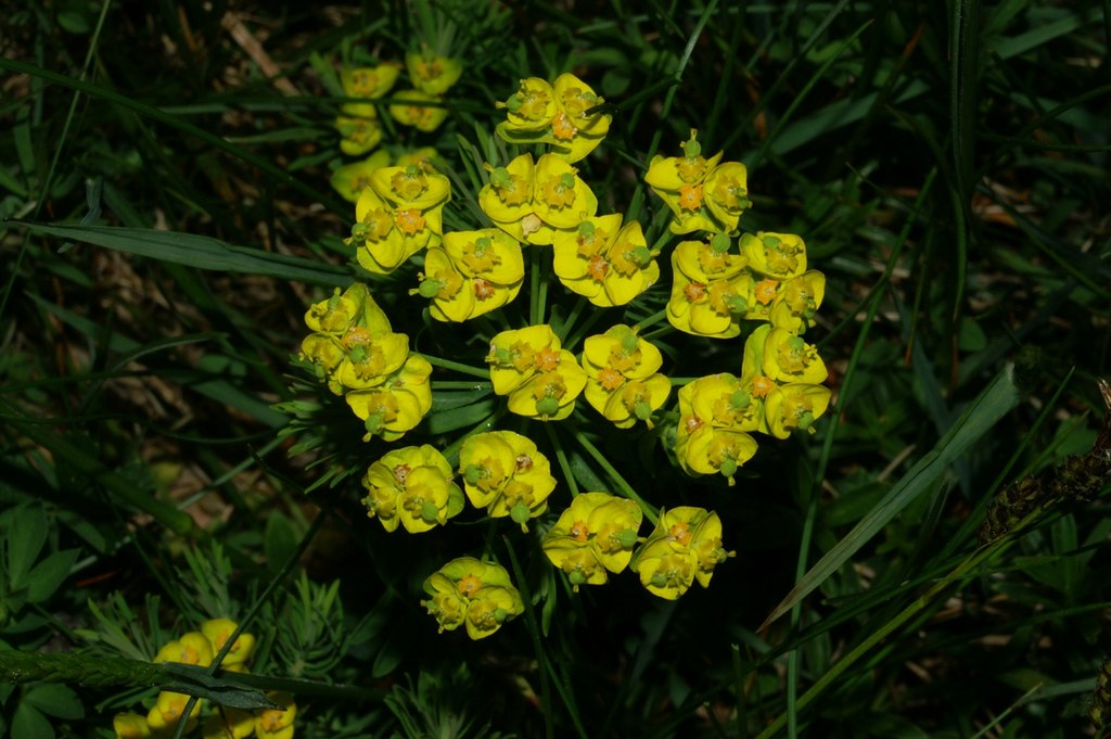 A Farkas kutyatej gondozása és bemutatása - Euphorbia cyparissias