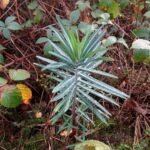 A Hasindító kutyatej gondozása - Euphorbia lathyris