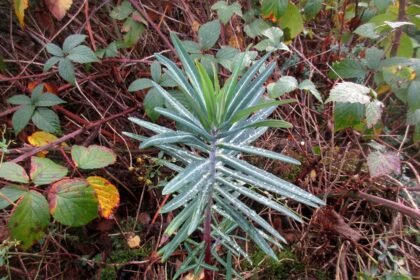 A Hasindító kutyatej gondozása - Euphorbia lathyris