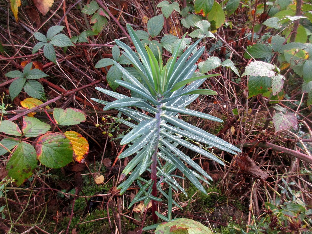 A Hasindító kutyatej gondozása - Euphorbia lathyris