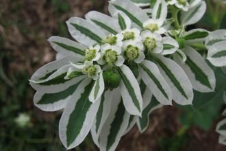 A Jégvirág gondozása - Tarka kutyatej (Euphorbia marginata