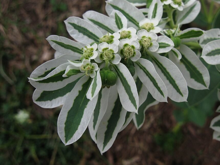 A Jégvirág gondozása - Tarka kutyatej (Euphorbia marginata