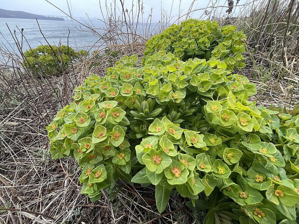 A Kutyatej gondozása és a legszebb kutyatej fajták - Euphorbia