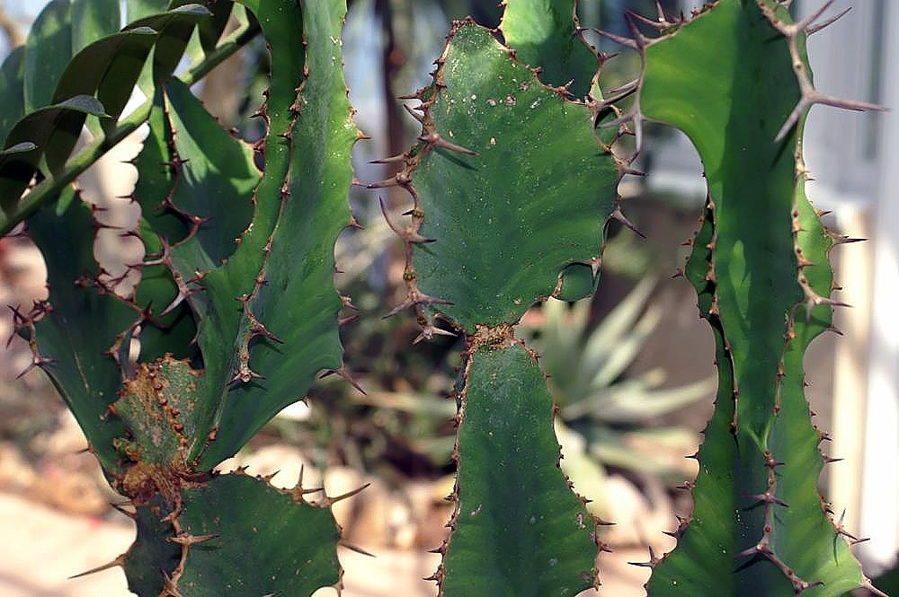 A Kutyatej gondozása és a legszebb kutyatej fajták - Tövisélű kutyatej (Euphorbia grandicornis)