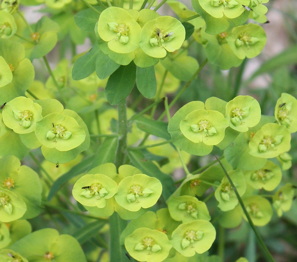 A Kutyatej gondozása és a legszebb kutyatej fajták - Erdei kutyatej (Euphorbia amygdaloides)