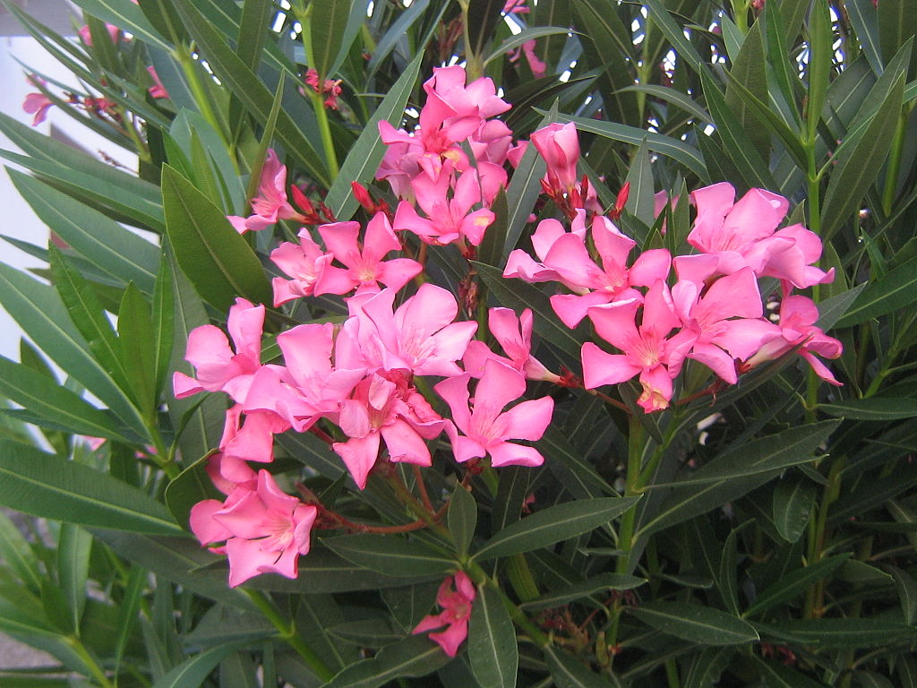 A Leander gondozása, teleltetése és szaporítása egyszerűen! A leander betegségei - Nerium oleander