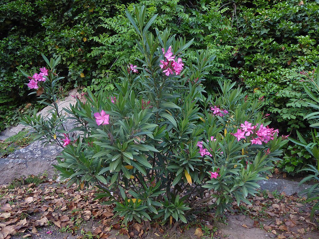 A Leander gondozása, teleltetése és szaporítása egyszerűen! A leander betegségei - Nerium oleander