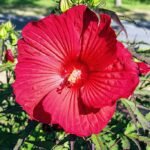 A Mocsári hibiszkusz gondozása és szaporítása - Hibiscus moscheuto