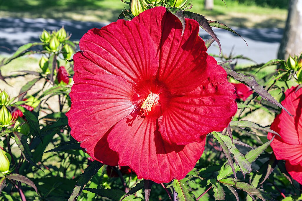 A Mocsári hibiszkusz gondozása és szaporítása - Hibiscus moscheuto