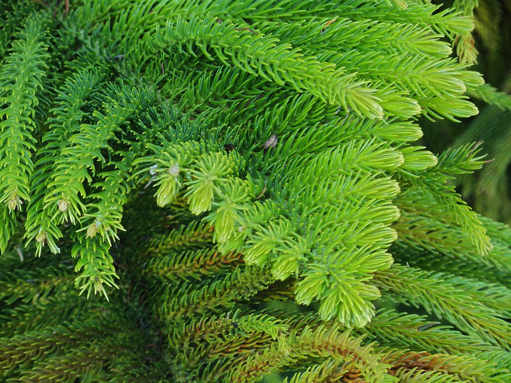 A Szobafenyő gondozása és szaporítása néhány egyszerű lépésben - Araucaria heterophylla