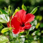 A Szobai hibiszkusz / Kínai hibiszkus / Kínai rózsa gondozása egyszerűen - Hibiscus rosa-sinensis
