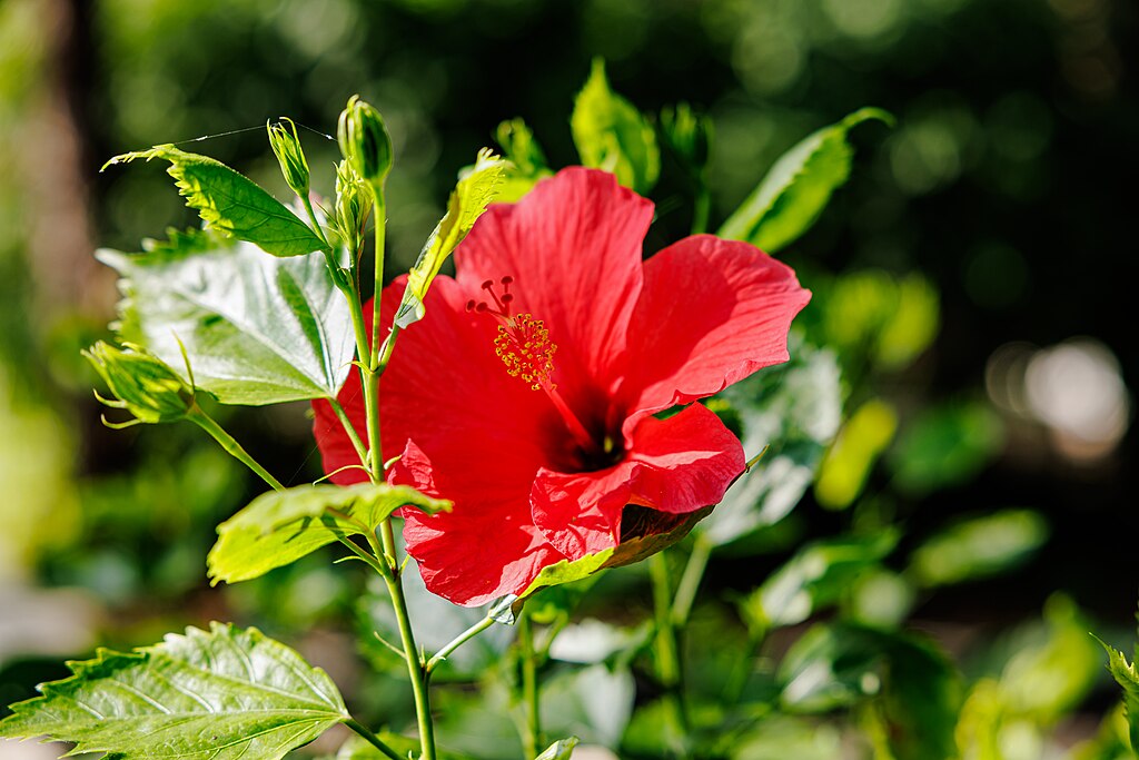 A Szobai hibiszkusz / Kínai hibiszkus / Kínai rózsa gondozása egyszerűen - Hibiscus rosa-sinensis