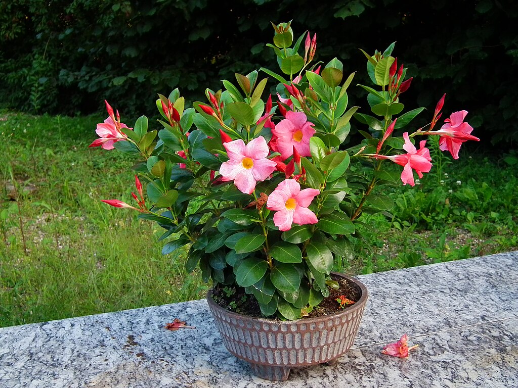 A Tölcsérjázmin gondozása és szaporítása - Mandevilla