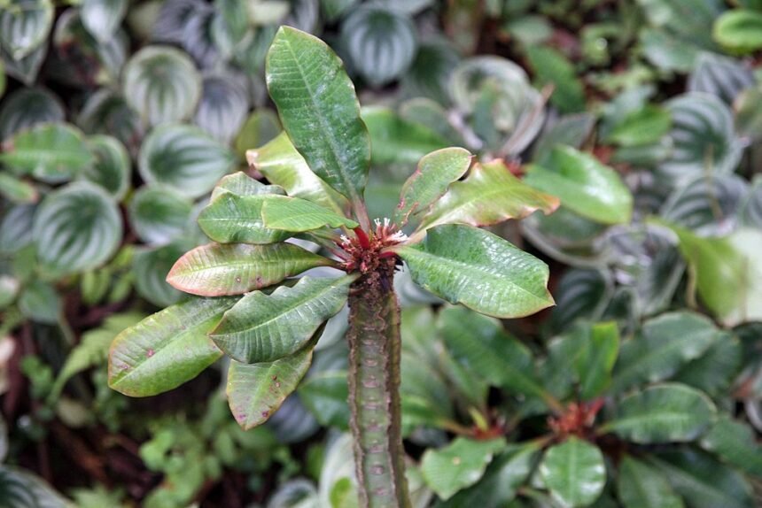 A Töviságú kutyatej gondozása - Euphorbia viguieri