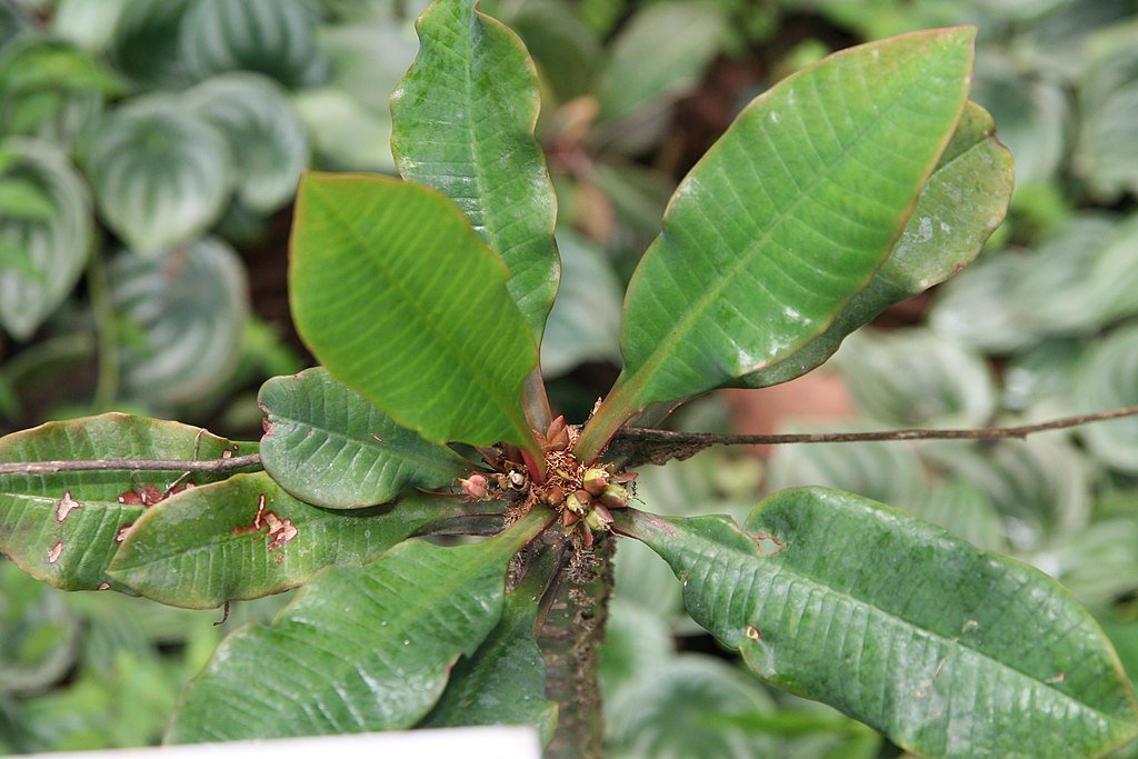 A Töviságú kutyatej gondozása - Euphorbia viguieri
