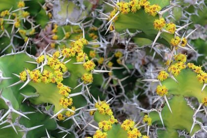 A Tövisélű kutyatej gondozása - Euphorbia grandicornis