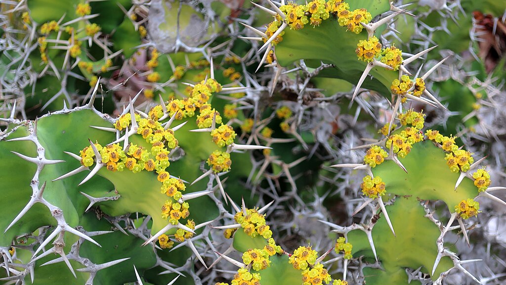 A Tövisélű kutyatej gondozása - Euphorbia grandicornis
