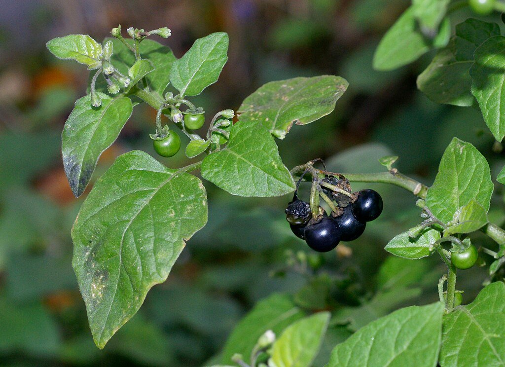 A Csucsor (Solanum) gondozása, Csucsor fajták - Fekete Csucsor (Solanum nigrum)