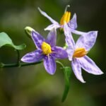 A Csucsor (Solanum) gondozása, Csucsor fajták