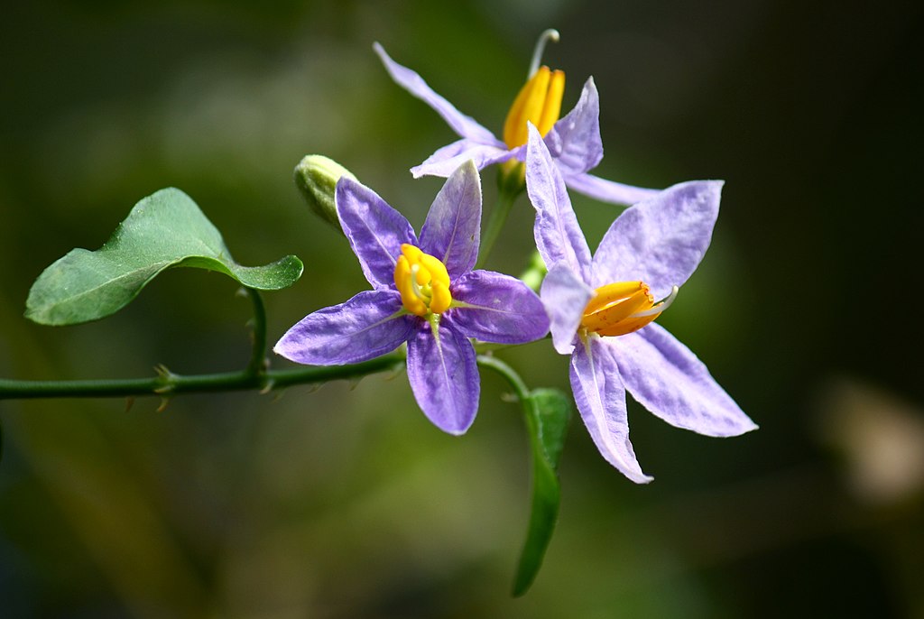 A Csucsor (Solanum) gondozása, Csucsor fajták