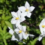 A Csüngő jázmin gondozása és teleltetése - Solanum laxum
