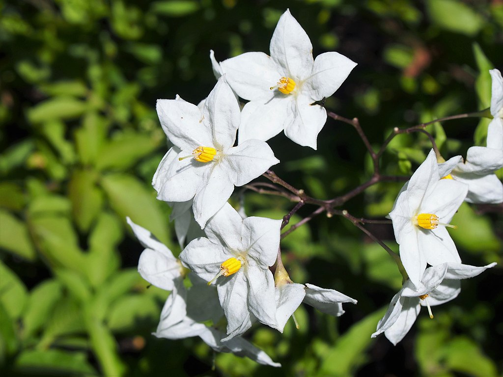 A Csüngő jázmin gondozása és teleltetése - Solanum laxum