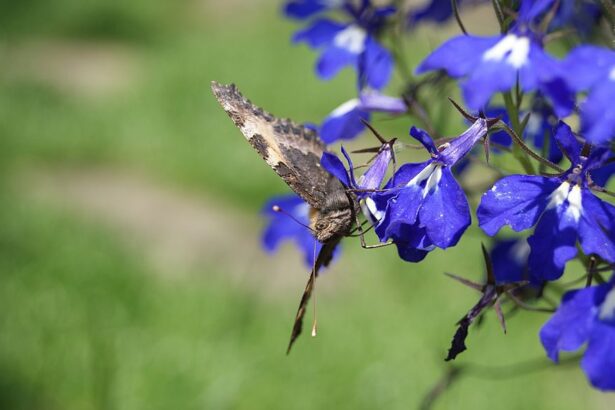 A Csüngő lobélia gondozása és teleltetése (Lobelia erinus)