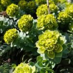 A Délszaki kutyatej gondozása és szaporítása - Euphorbia myrsinites