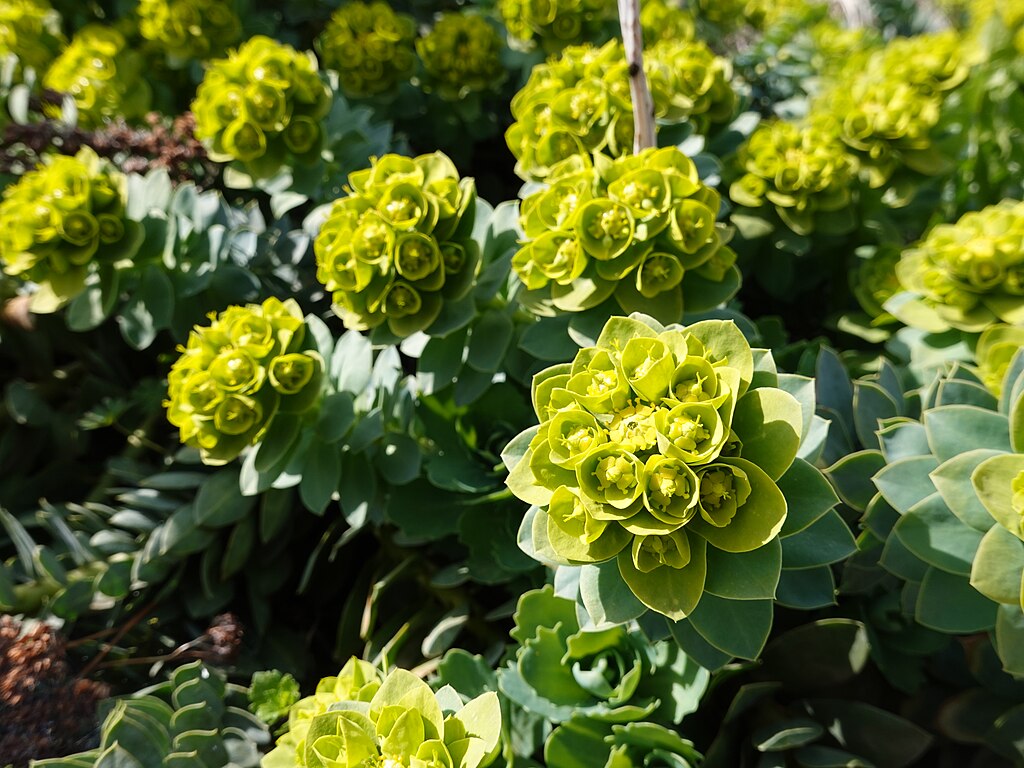 A Délszaki kutyatej gondozása és szaporítása - Euphorbia myrsinites