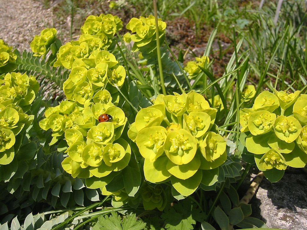 A Délszaki kutyatej gondozása és szaporítása - Euphorbia myrsinites