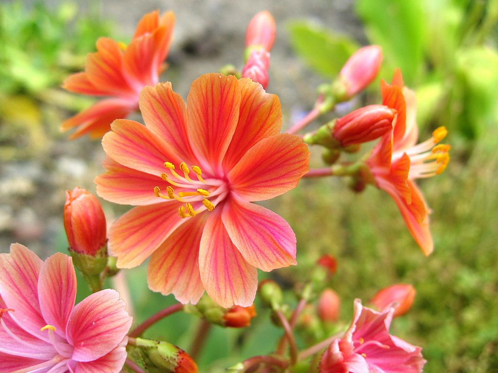 A Dohánygyökér gondozása, szaporítása és teleltetése - Lewisia