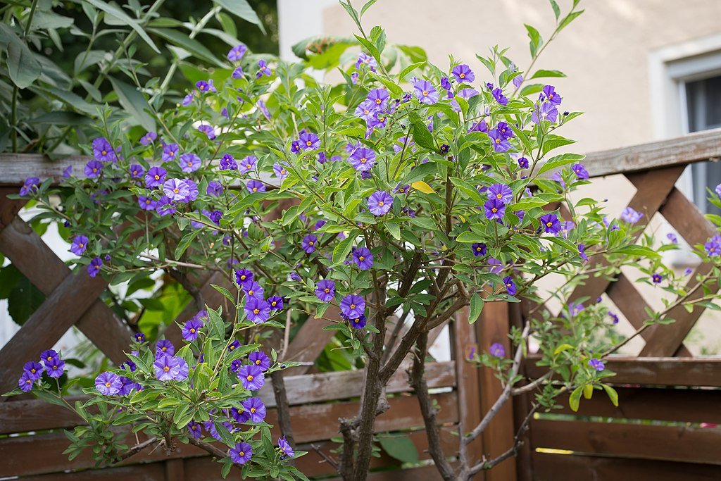Az Encián godozása, metszése, teleltetése és szaporítása - Solanum rantonnetii