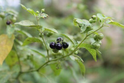 A Fekete csucsor gondozása és mérgező tulajdonságai - Solanum nigrum