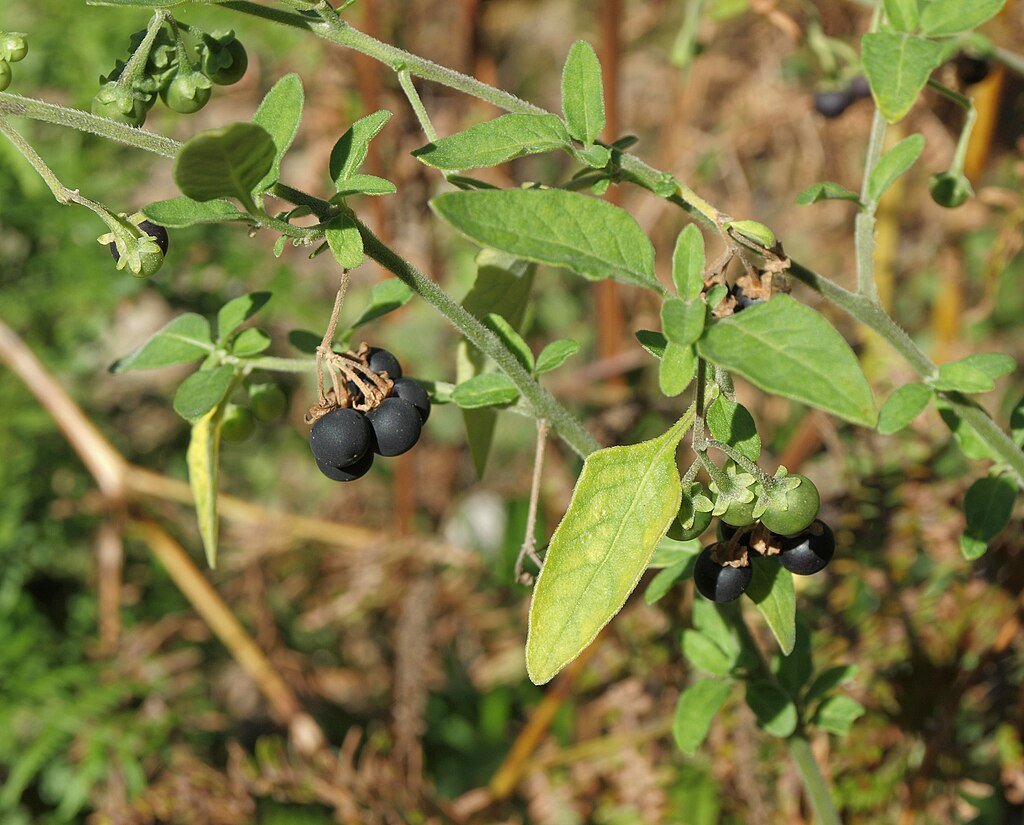 A Fekete csucsor gondozása és mérgező tulajdonságai - Solanum nigrum