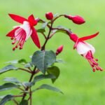 A Fukszia gondozása és teleltetése (Fuchsia)