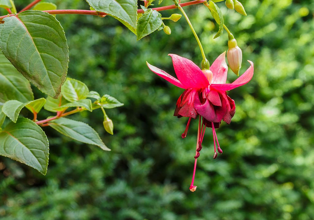 A Fukszia gondozása és teleltetése (Fuchsia)