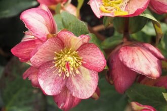 A Hunyor (Helleborus) gondozása néhány egyszerű lépsben